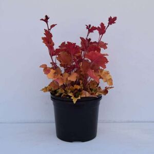 Heuchera 'Marmalade' ® ---